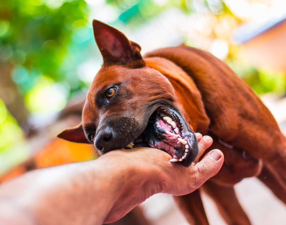 Experience Lawyer for Dog Bite Near San Jose