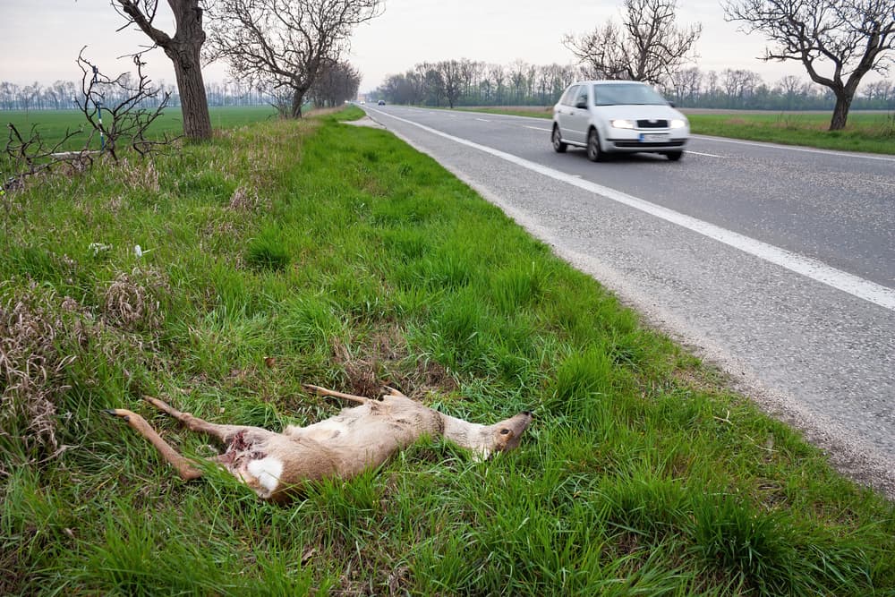 A car swerves to avoid a roe deer, already lying dead on the roadside from a collision.